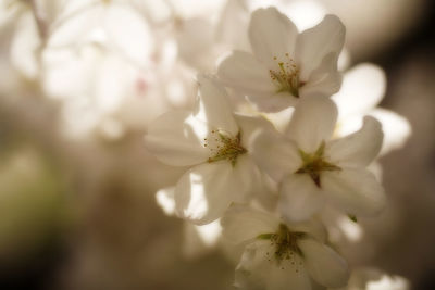 Close-up of cherry blossom