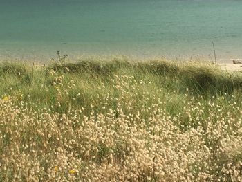 Grass growing on field by sea
