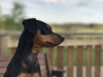 Close-up of dog looking away