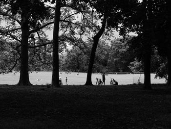 Trees on field against sky