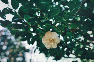 Close-up of flower tree