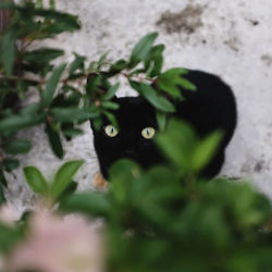 Portrait of a cat