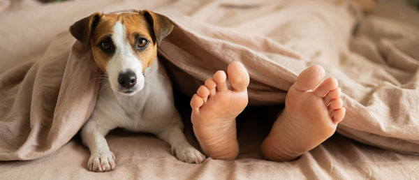 Close-up of dog lying on bed