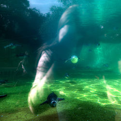 Fish swimming in sea