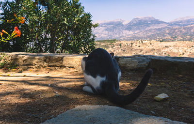 Dog on mountain against sky