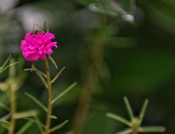 Close-up of pink flowers blooming outdoors