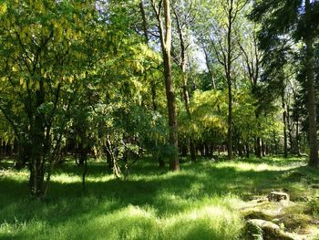 Trees on landscape