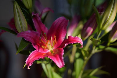 Close-up of pink flowering plant