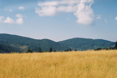 Scenic view of agricultural field against sky