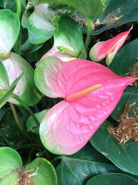 Close-up of flowers blooming outdoors