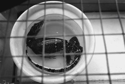 High angle view of monitor lizard in bucket at zoo