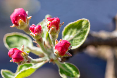 Red closed flower buds of an apple tree on a background of blue sky in blur.