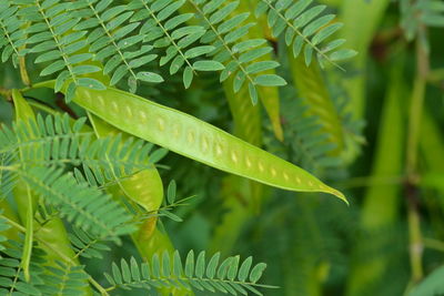 Close-up of green leaves on plant