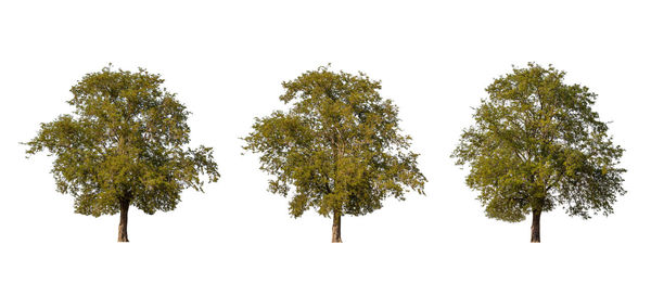 Low angle view of trees against sky