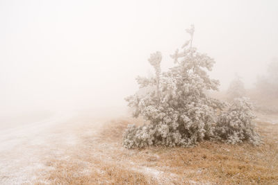 Trees on field against sky during winter