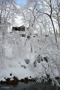 Bare trees on snow covered landscape