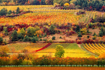 Scenic view of field with trees in background