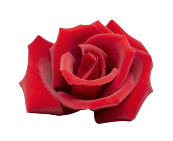 Close-up of red rose against white background