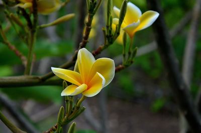 Close-up of yellow flowering plant