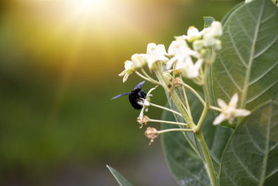 Close-up of insect on flower