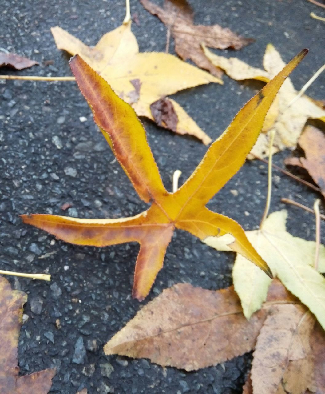 leaf, autumn, change, yellow, dry, high angle view, close-up, nature, fallen, maple leaf, leaves, season, natural pattern, fragility, day, no people, outdoors, textured, ground, orange color