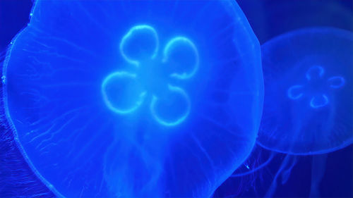 Close-up of jellyfish against blue water