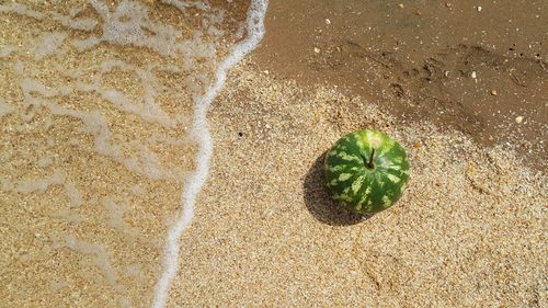 High angle view of plant on beach