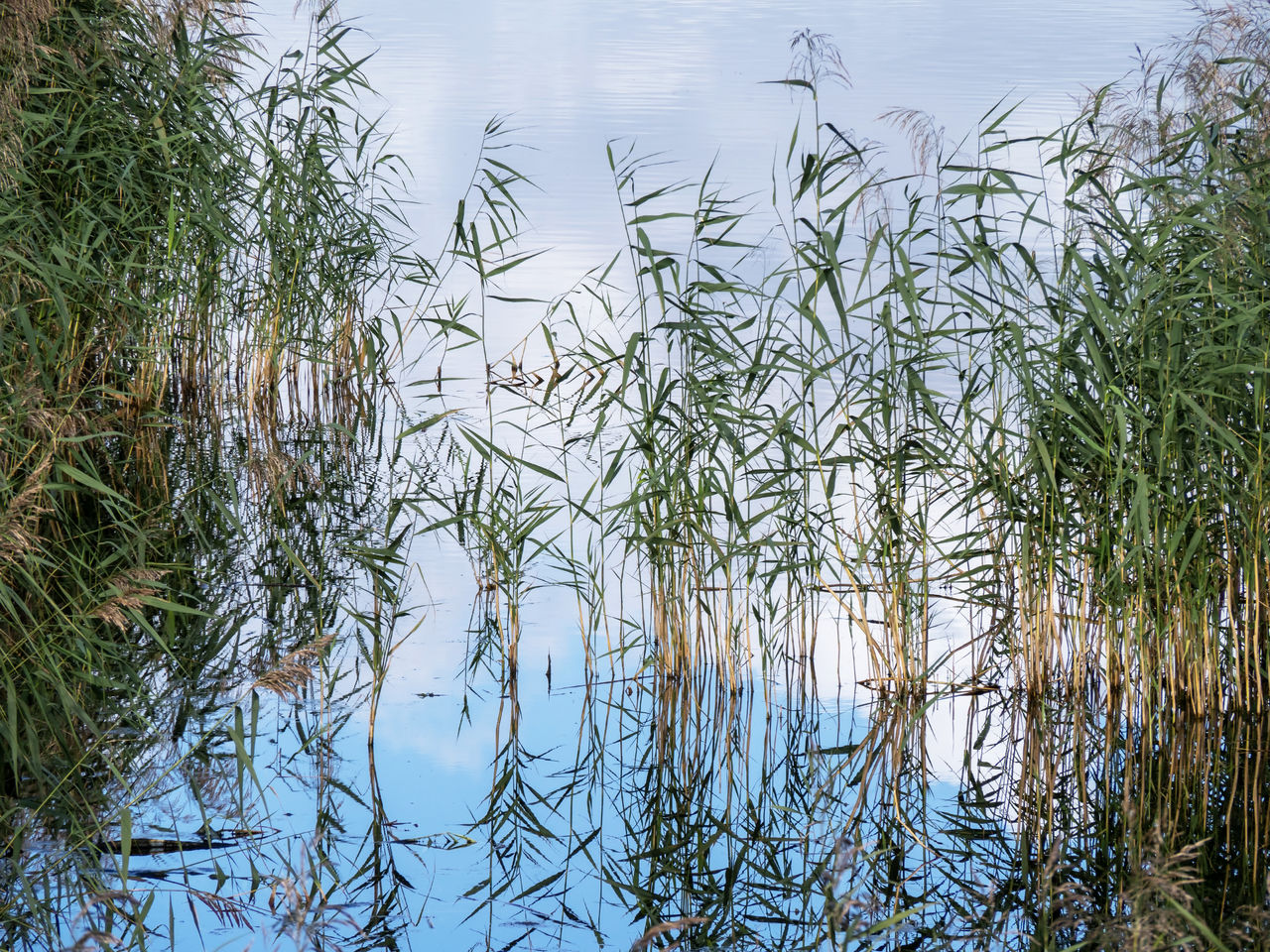 water, plant, grass, wetland, nature, lake, reflection, branch, tree, beauty in nature, natural environment, no people, swamp, tranquility, sky, marsh, day, growth, outdoors, animal wildlife, leaf, animal, environment, animal themes, scenics - nature, landscape, reed, non-urban scene, tranquil scene, wildlife