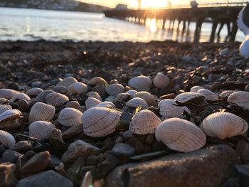 Close-up of shells on beach