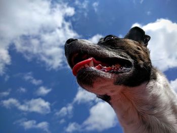 Close-up of dog against sky