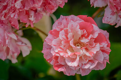 Close-up of pink flowers blooming outdoors