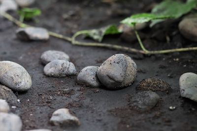 Close-up of stones on ground