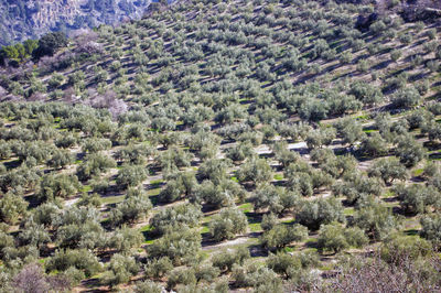 High angle view of corn field