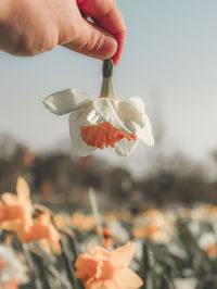 Close-up of hand holding rose flower