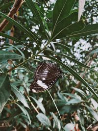 Close-up of butterfly on plant