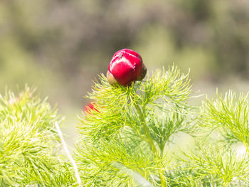 Close-up of red berries