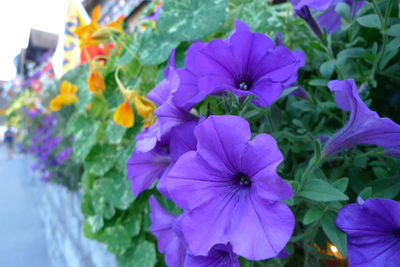 Close-up of purple flowers blooming outdoors