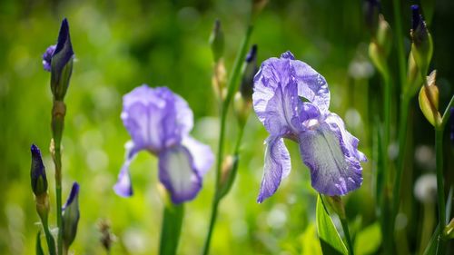 Close-up of purple iris flower