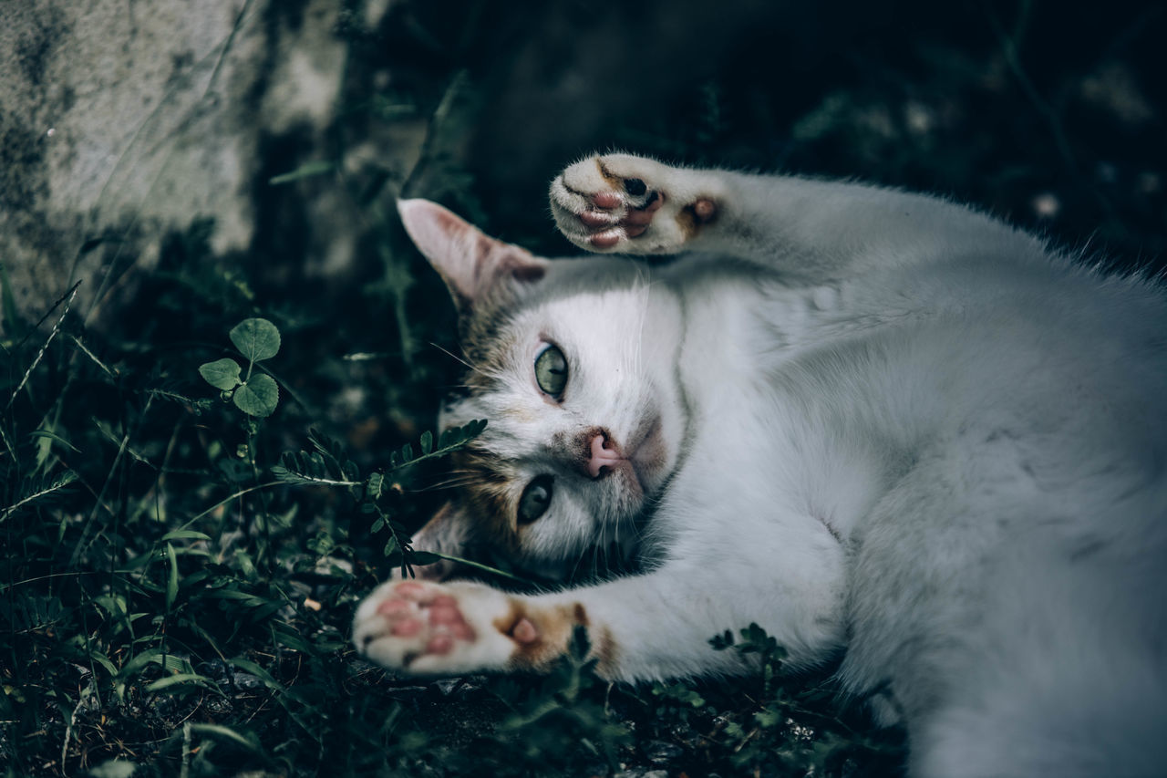 PORTRAIT OF A CAT LYING ON A GROUND