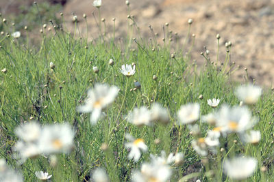 Close-up of white flowering plants on field