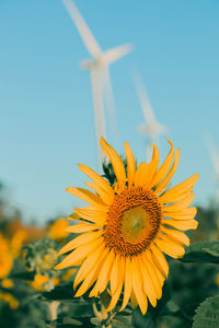 Close-up of sunflower against clear sky