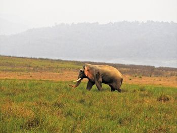 Side view of elephant on land
