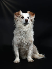 Portrait of white dog