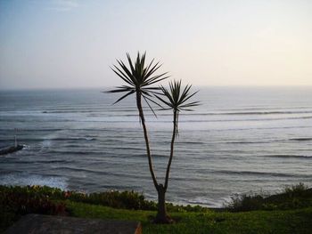 Palm tree on beach against sky