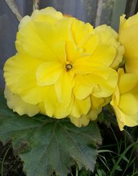 Close-up of yellow flowers blooming outdoors