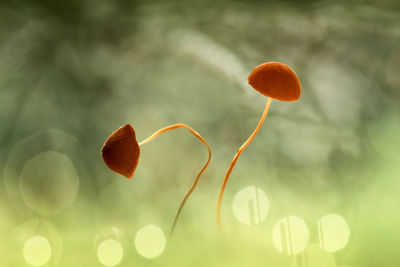 Low angle view of orange flowering plant