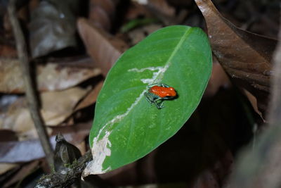 High angle view of ladybug on leaf