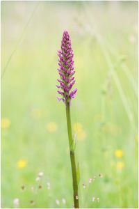 Close-up of purple flowers