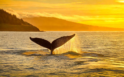 Walfisch heckflosse ragt aus dem meer, ki generiert