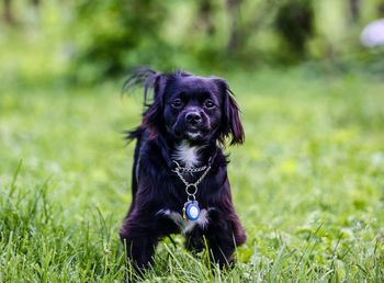 Portrait of black dog sitting on grass